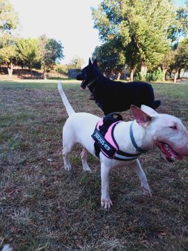 Sofia Fernandes - Setúbal - Adiestramiento de perros - Clases privadas