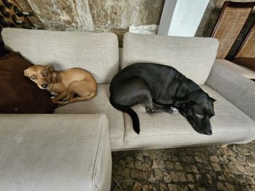 Bernardo Máximo Silva - Cascais - Hotel para Cães
