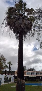 GREENSEQUEIRA - Gardens Construction + Trees - Silves - Outdoor Landscaping
