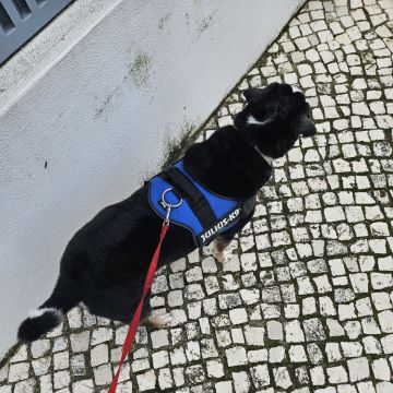 Bernardo Máximo Silva - Cascais - Cat Sitting
