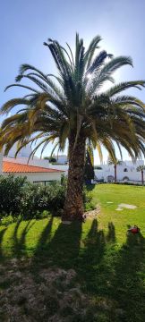 GREENSEQUEIRA - Gardens Construction + Trees - Silves - Land Clearance