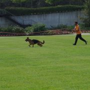 Tiago Baptista - Braga - Dog Training - Private Lessons