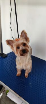 Bárbara Canato Grooming - Setúbal - Banhos e Tosquias para Animais