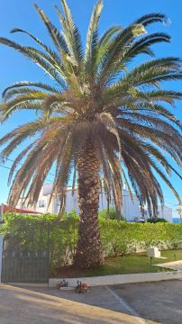 GREENSEQUEIRA - Gardens Construction + Trees - Silves - Shrub Removal