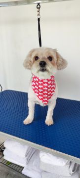 Bárbara Canato Grooming - Setúbal - Pet Sitting