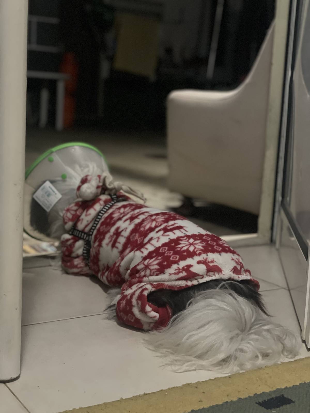 Lu Pet sitting - Almada - Property Management