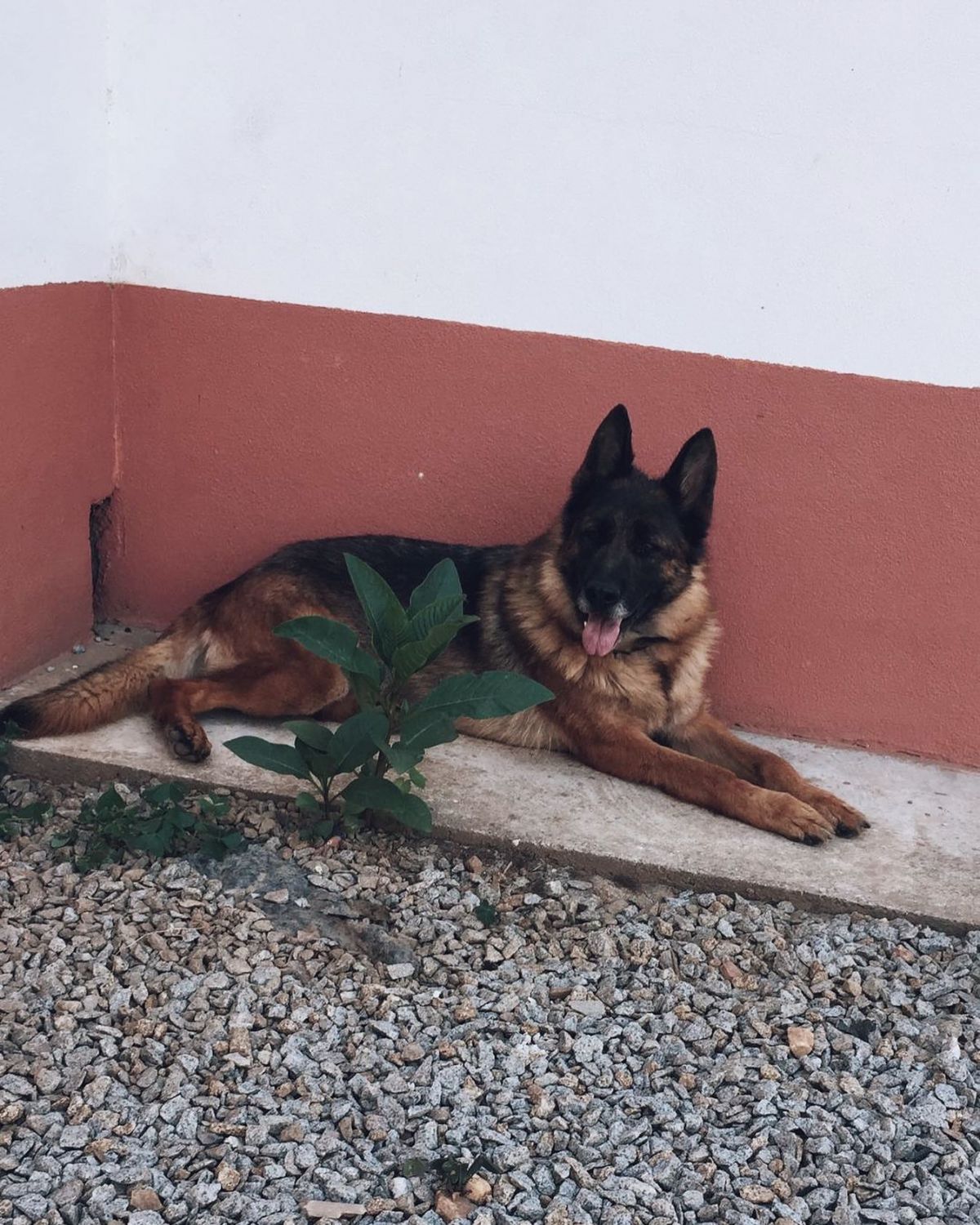 Urban Tails - Dog Pack - Vila Nova de Gaia - Hotel e Creche para Animais