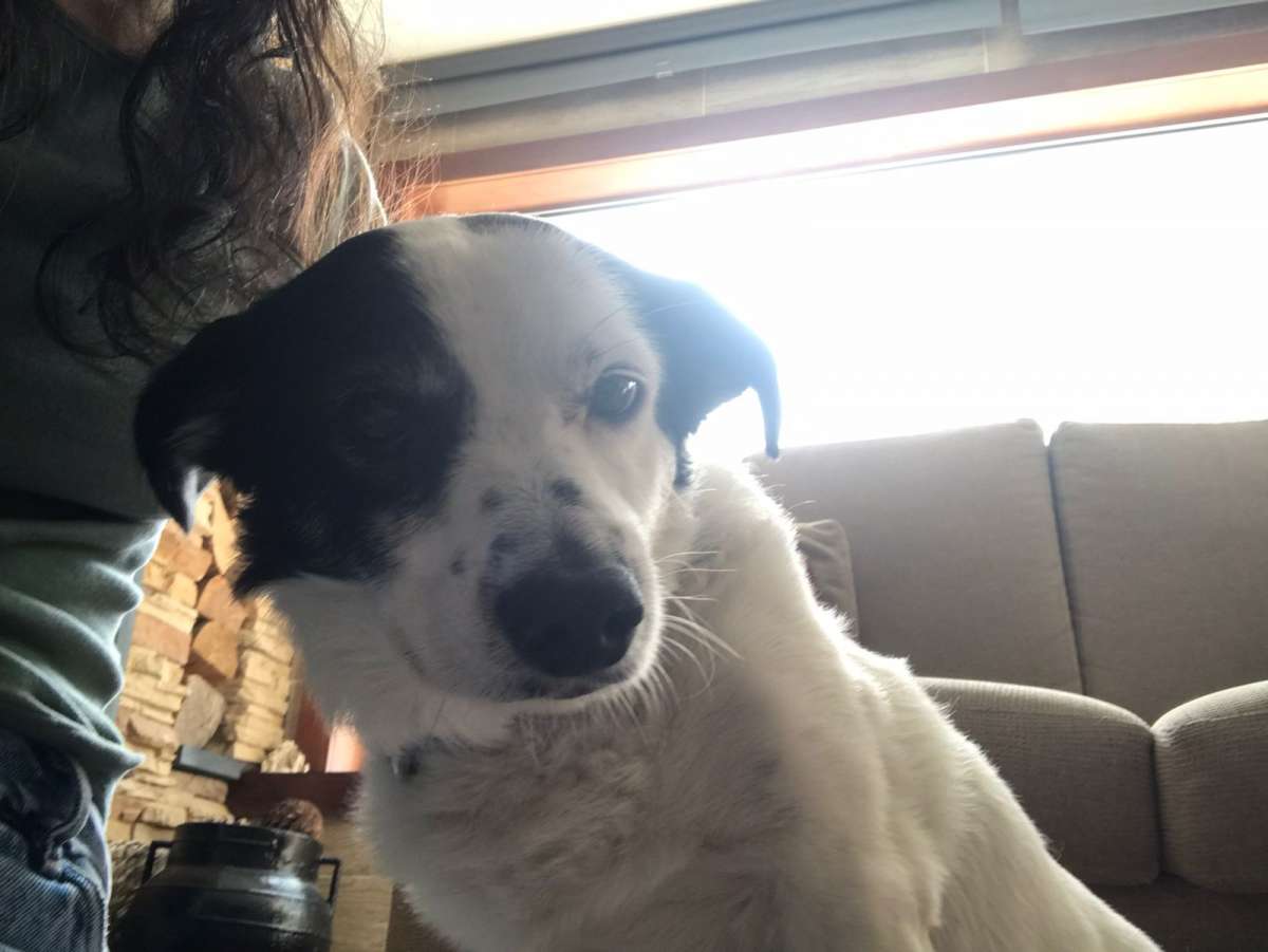 Mayerly Maldonado - Póvoa de Varzim - Pet Sitting