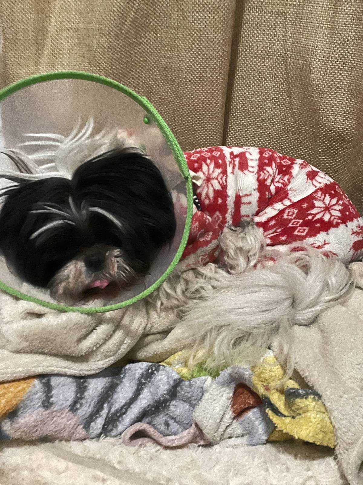 Lu Pet sitting - Almada - House Sitting