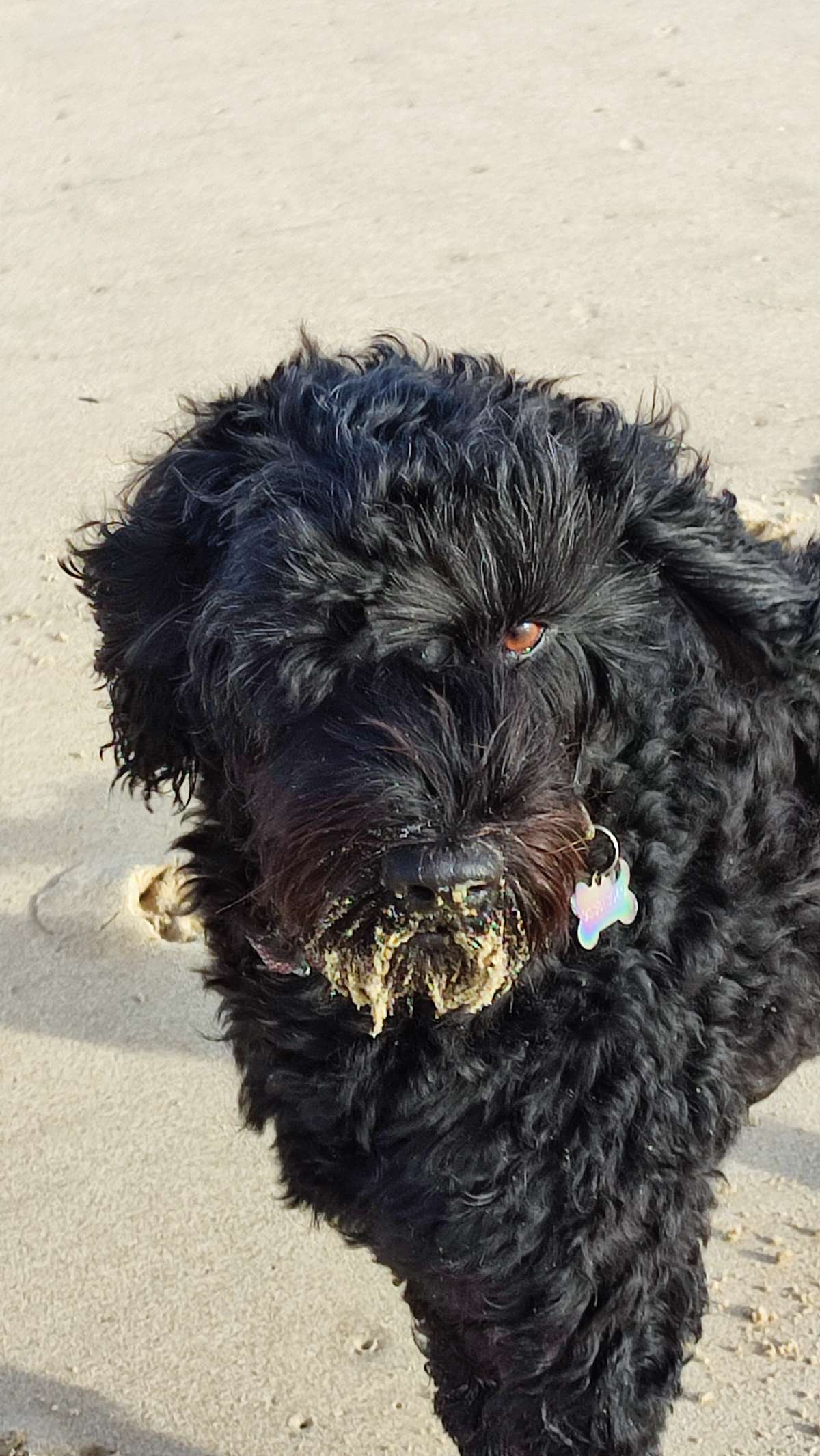 Paula Alexandra De Oliveira Rodrigues - Almada - Baths and Grooming for Animals