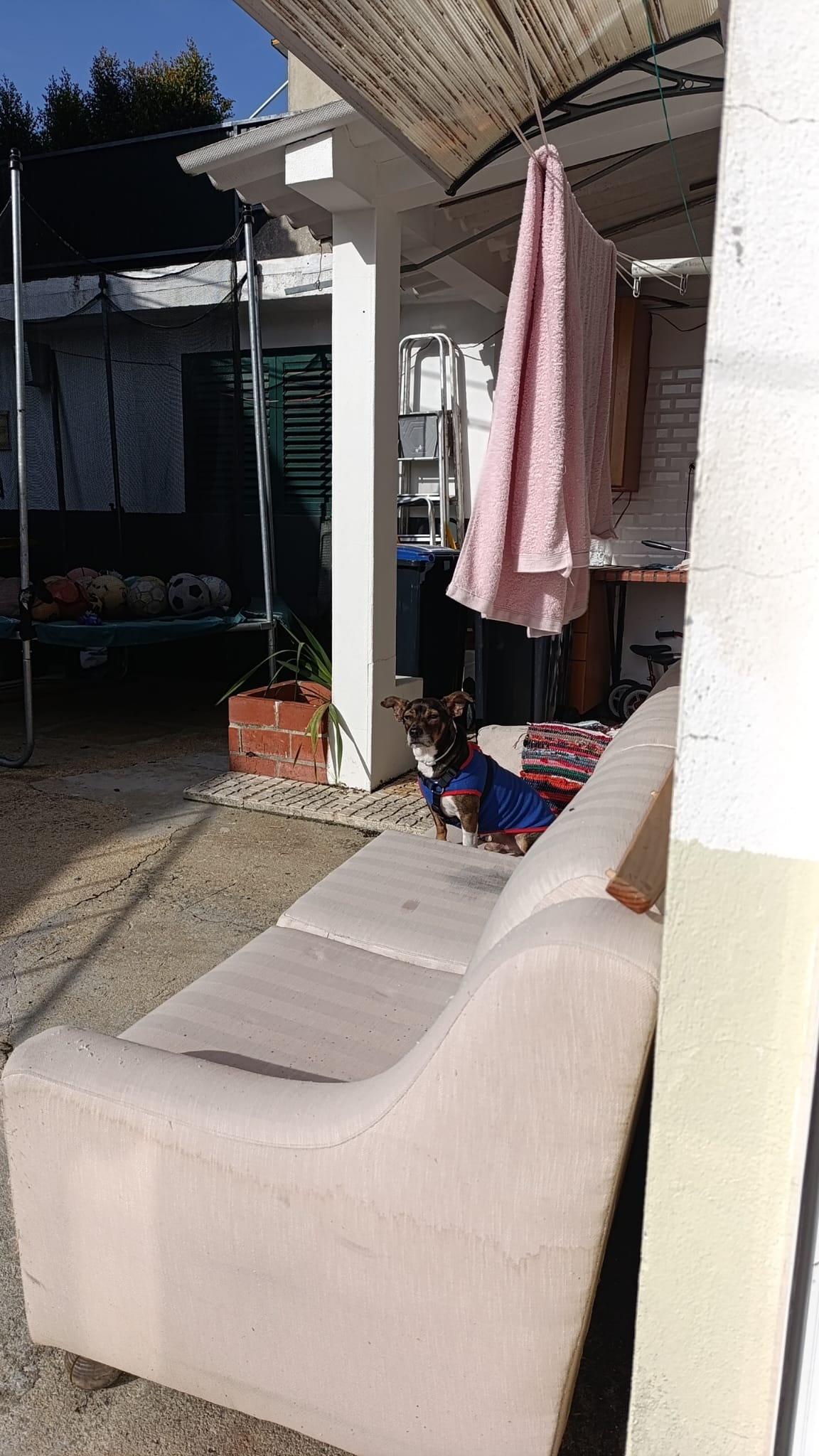 Lu Pet sitting - Almada - Cat Sitting