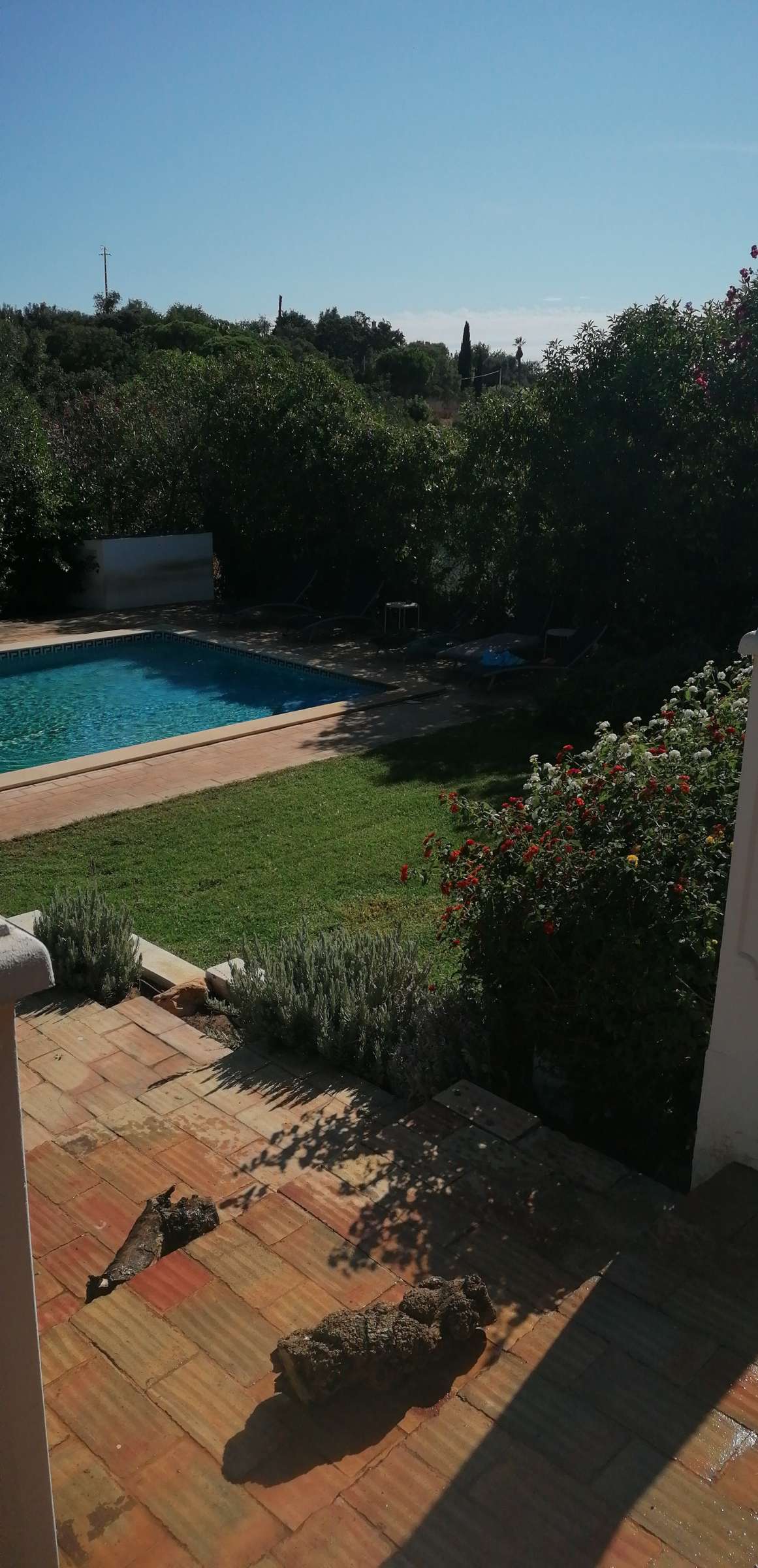 Ebenezer Pires de Carvalho - Vidigueira - Shrub Removal