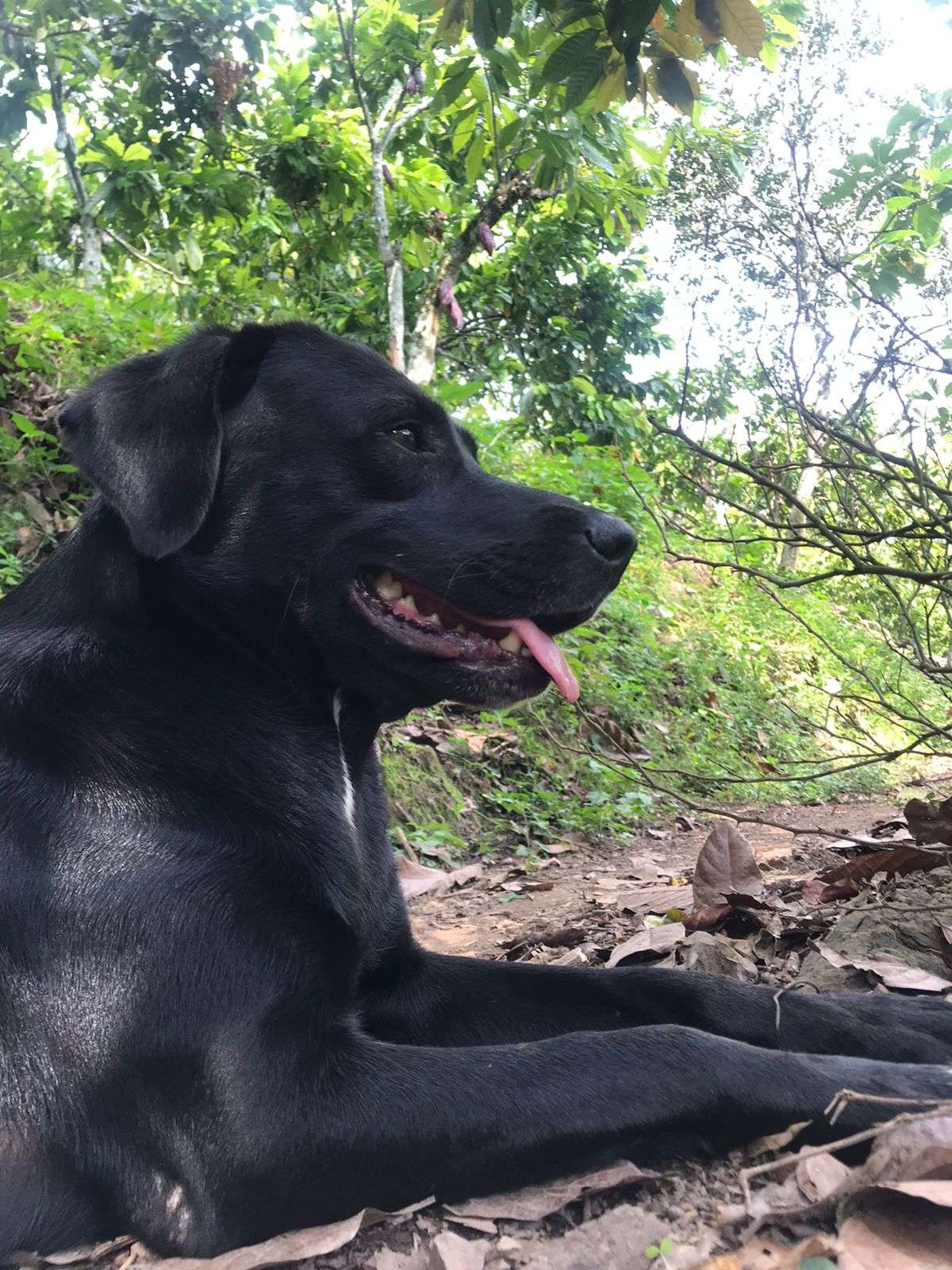 Mayerly Maldonado - Póvoa de Varzim - Dog Sitting