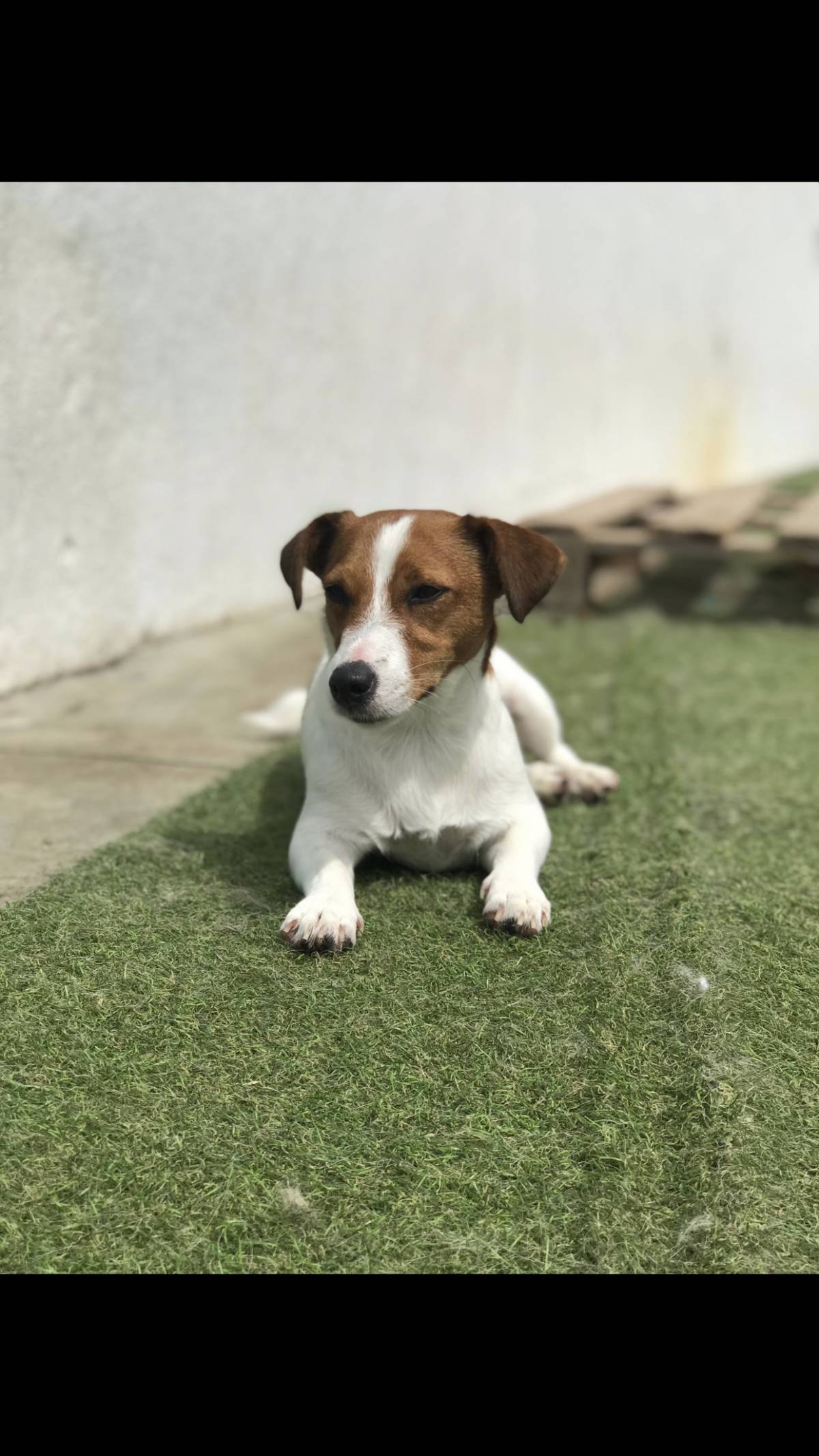 Paula Gois - Porto - Banhos e Tosquias para Animais