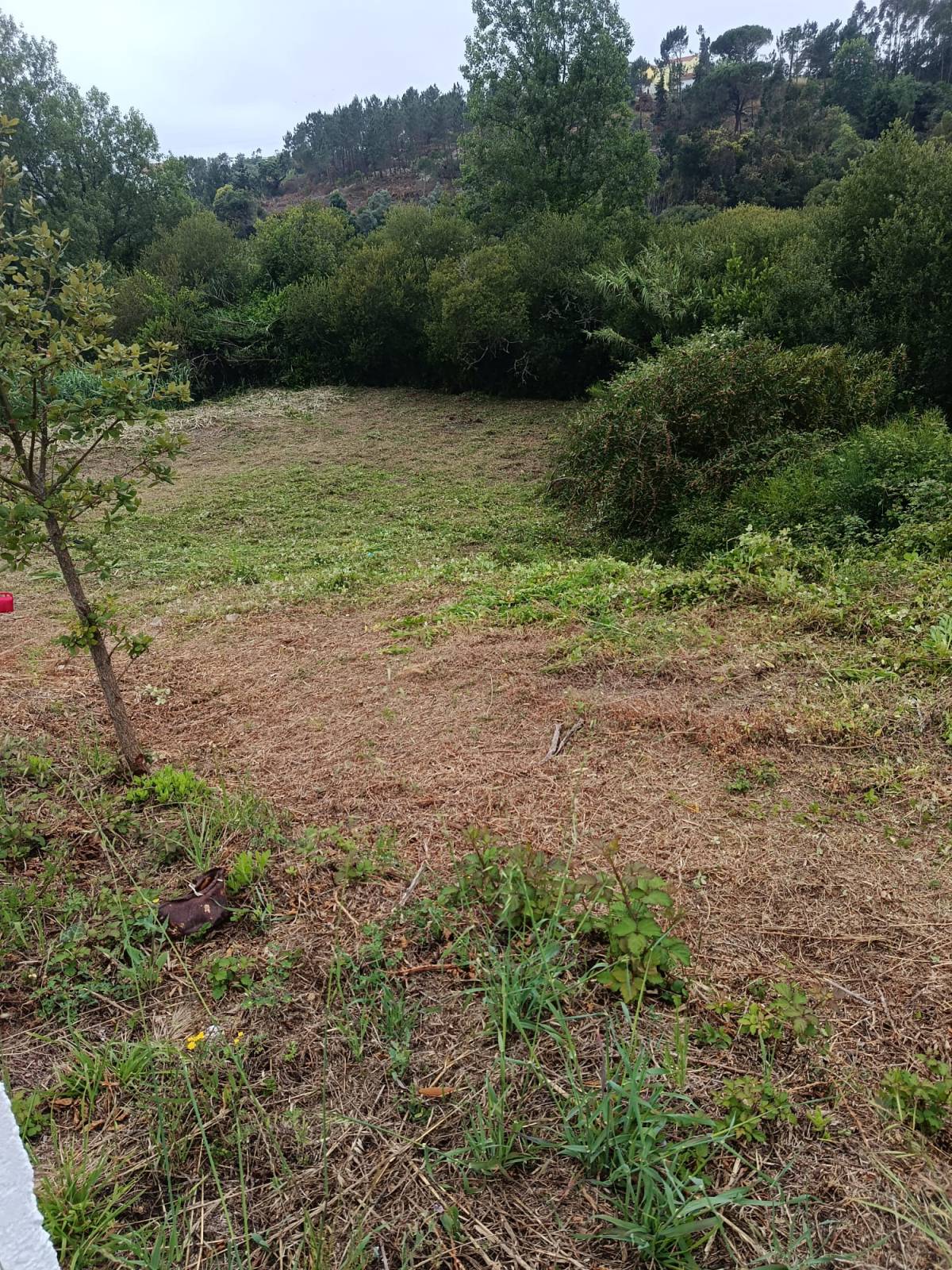 Prado Verde - Figueira da Foz - Élagage et entretien des arbres