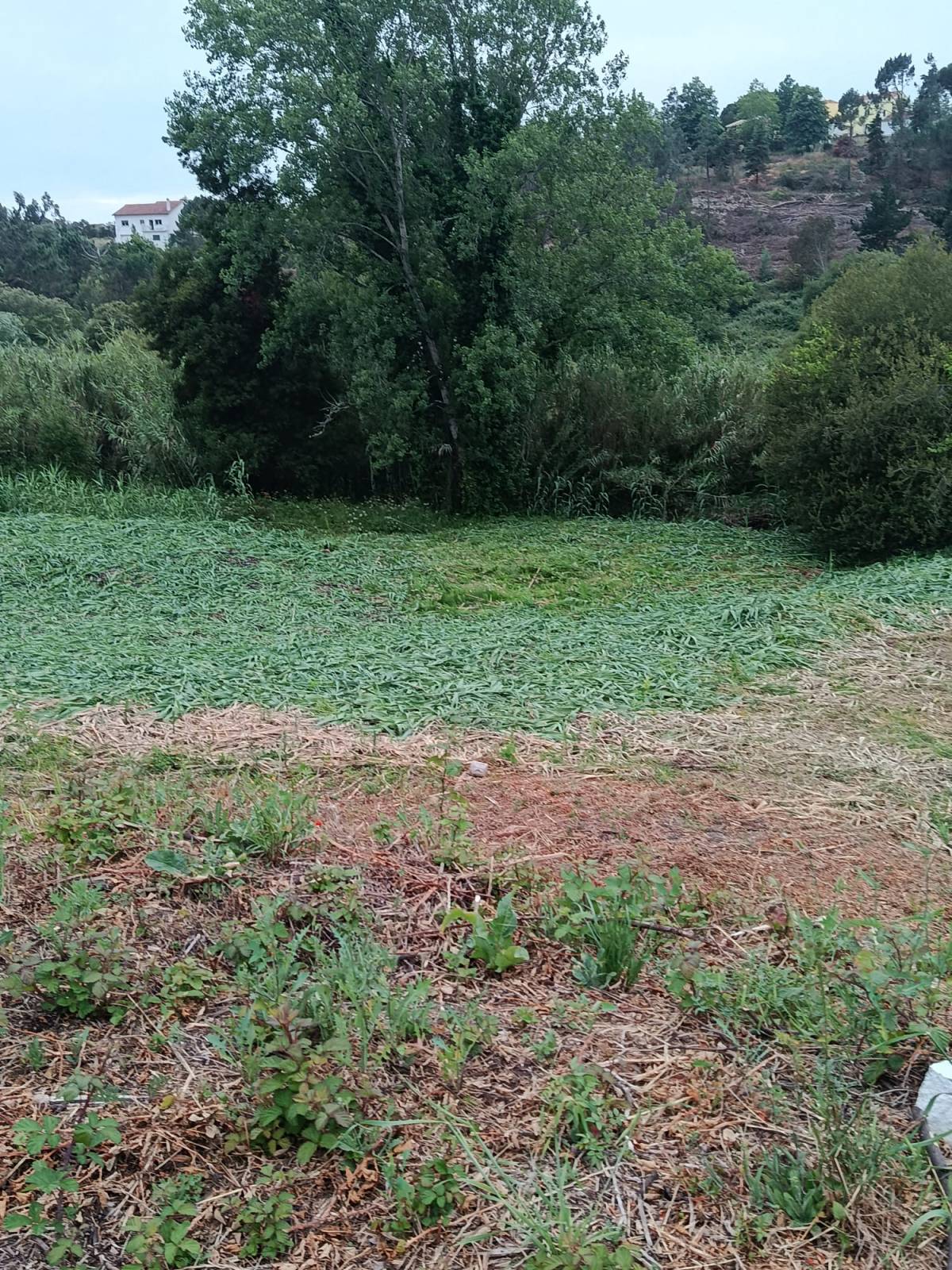 Prado Verde - Figueira da Foz - Enlèvement de souches d’arbres