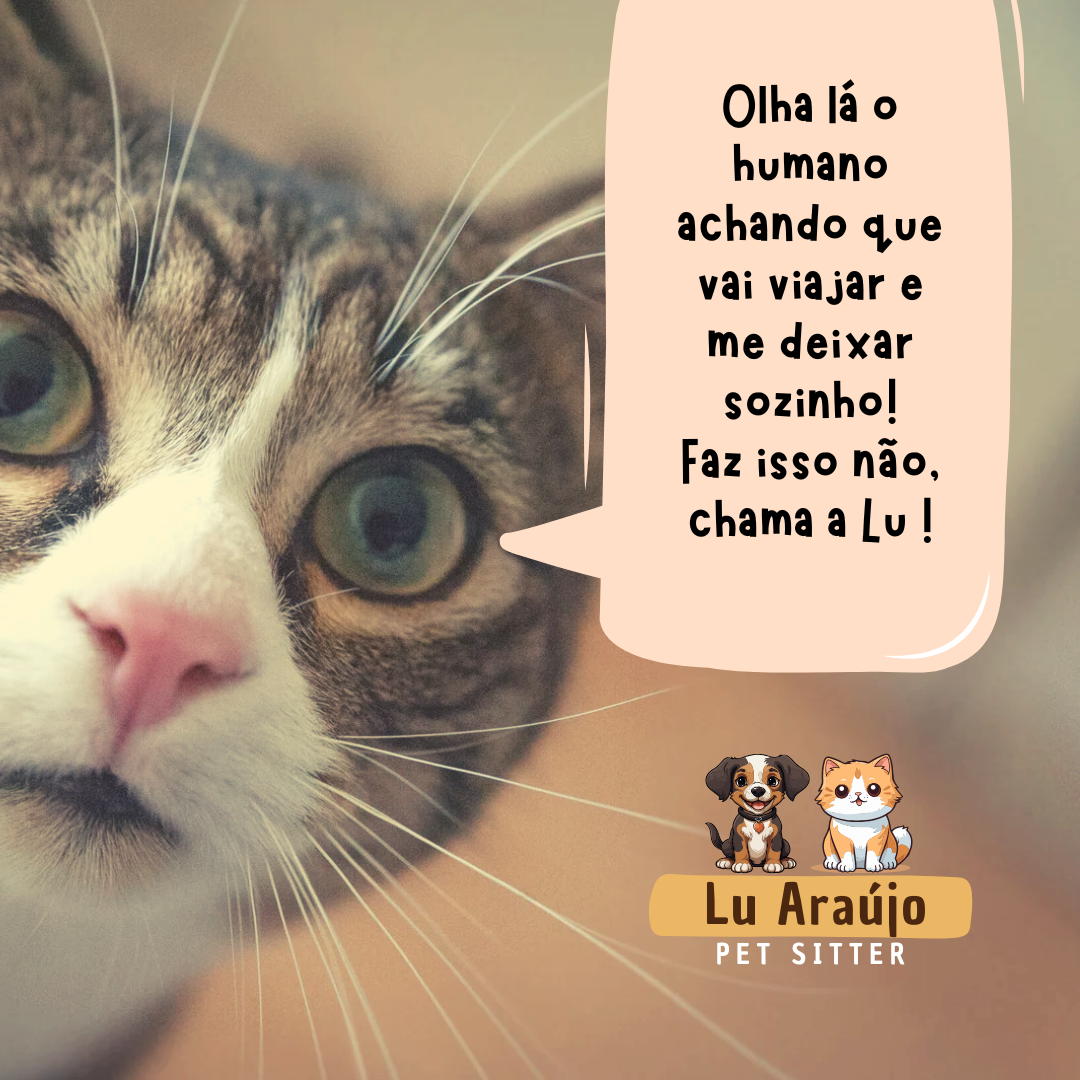 Lu Pet sitting - Almada - Baths and Grooming for Animals