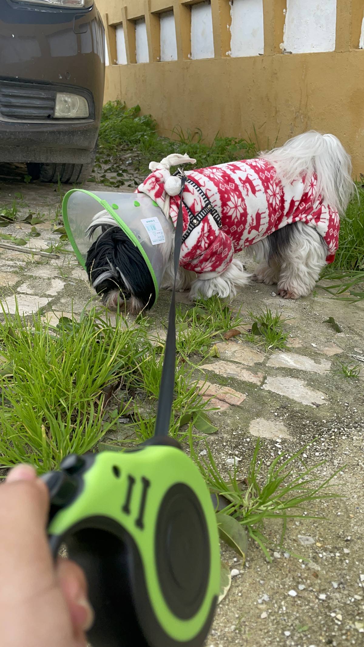 Lu Pet sitting - Almada - Dog Walking