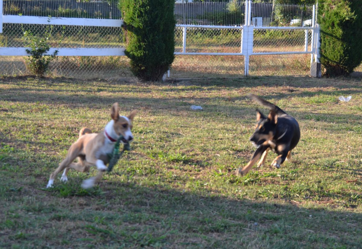 Urban Tails - Dog Pack - Vila Nova de Gaia - Creche para Cães
