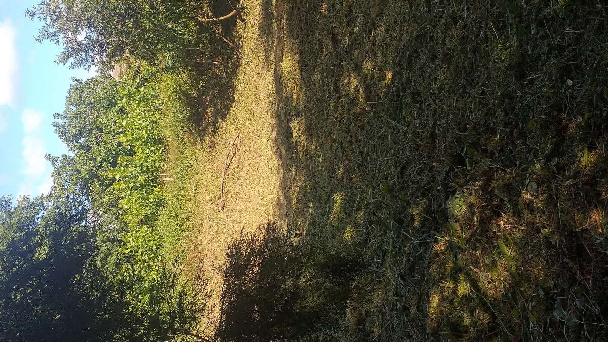 GreenForest - Limpeza florestal e agrícola - Ílhavo - Serviço de Bobcat