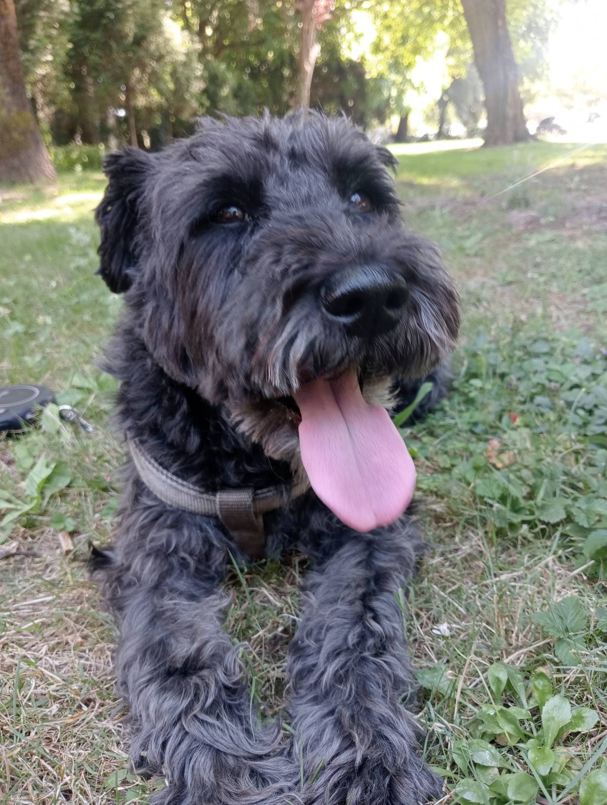 Nós e os Patudos - Matosinhos - Pet Sitting