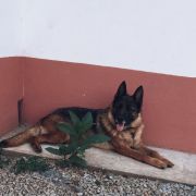Urban Tails - Dog Pack - Vila Nova de Gaia - Hotel e Creche para Animais