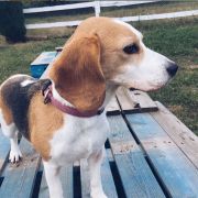 Urban Tails - Dog Pack - Vila Nova de Gaia - Cuidados para Animais de Estimação