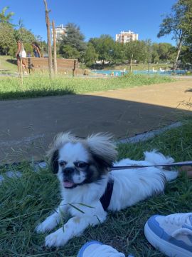 Sara Paixão - Sintra - Dog Sitting