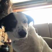 Mayerly Maldonado - Póvoa de Varzim - Pet Sitting