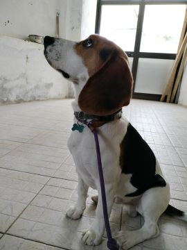 Dog Training - Bárbara Gomes - Nasira Bad