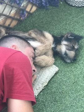 Dog Daycare