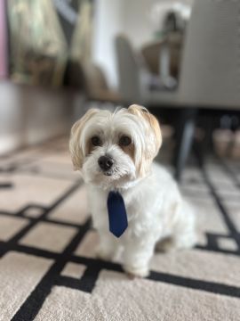 Hotel para Cães