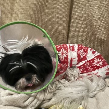 Lu Pet sitting - Almada - House Sitting