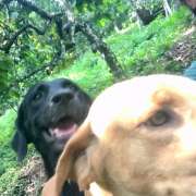 Mayerly Maldonado - Porto - Creche para Cães