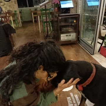 Bakis Demir - Lisboa - Dog Sitting