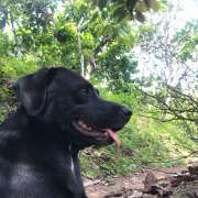 Mayerly Maldonado - Póvoa de Varzim - Dog Sitting