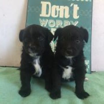 Urban Tails - Dog Pack - Vila Nova de Gaia - Hotel e Creche para Animais