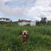 Mayerly Maldonado - Póvoa de Varzim - Pet Sitting and Walking