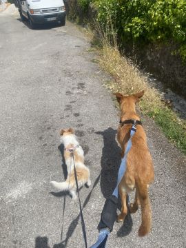 Sara Paixão - Sintra - Pet Sitting e Pet Walking