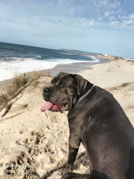 Dog Training - Bárbara Gomes - 