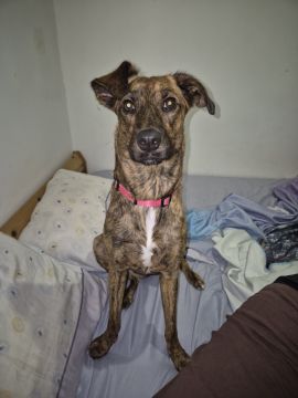Hotel para Cães