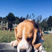 Urban Tails - Dog Pack - Vila Nova de Gaia - Hotel para Cães