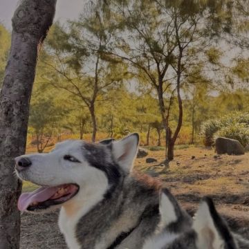 Manon Yeung - Almada - Pet Sitting e Pet Walking