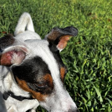 Dog Stay & Sitting - Espinho - Hotel para Cães