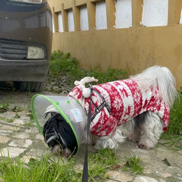 Lu Pet sitting - Almada - Dog Walking
