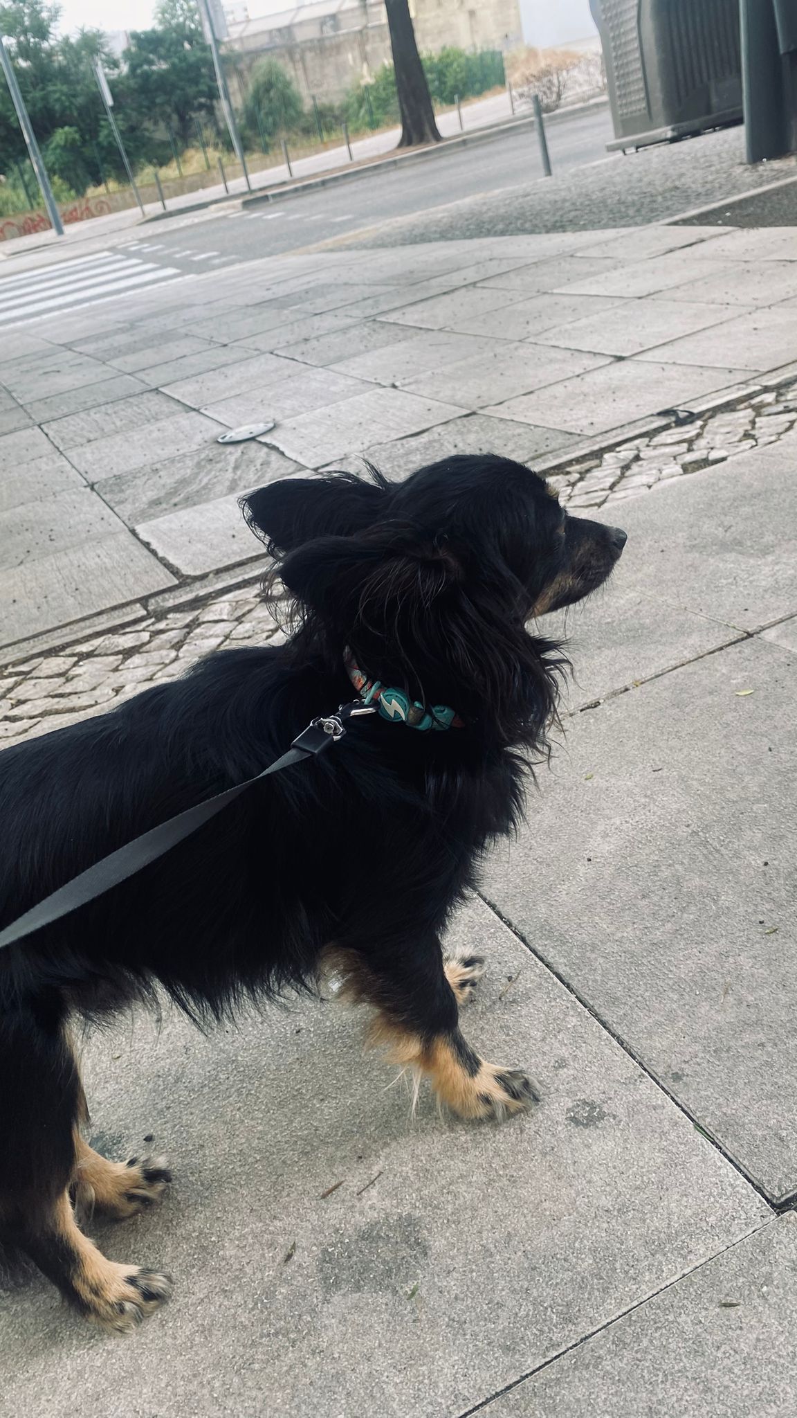 MiPetland - Loures - Cat Sitting