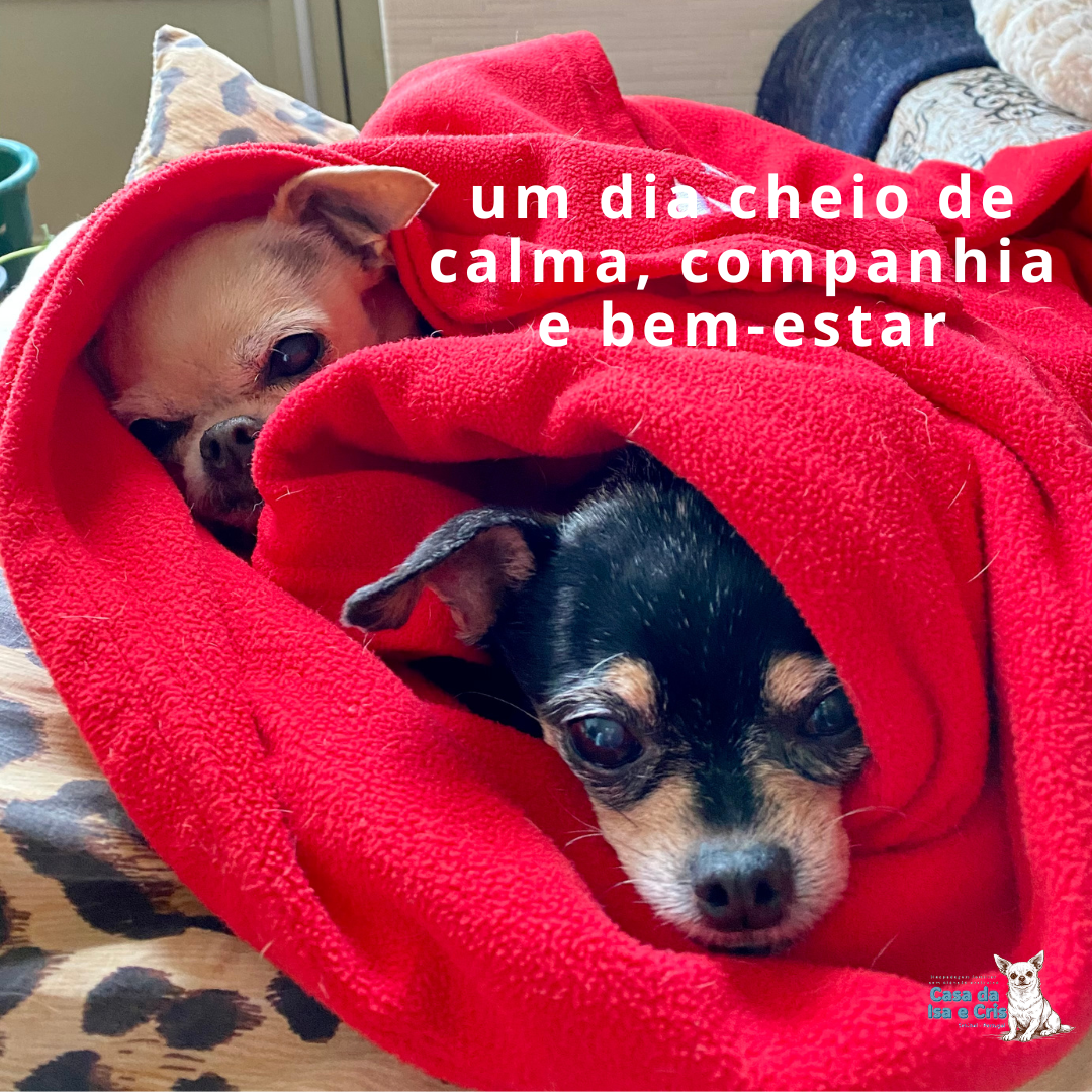 Ana Cristina Costa - Setúbal - Hundetagesstätte (Hundesitter)