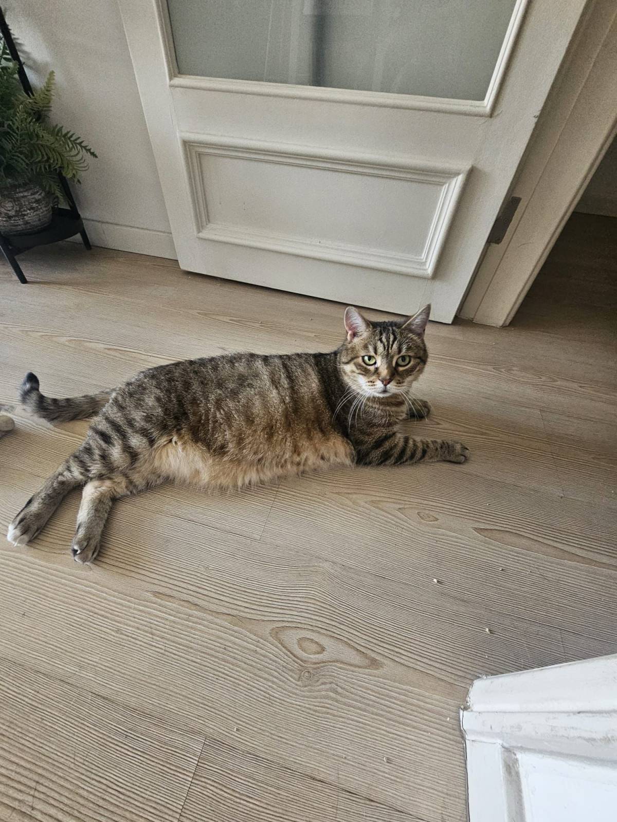 Bárbara Marques - Lisboa - Garde de chat