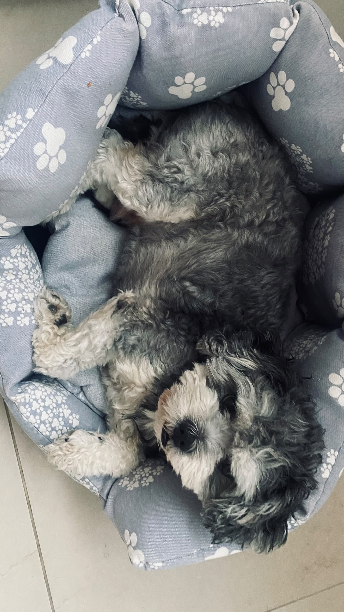 MiPetland - Loures - Dog Sitting