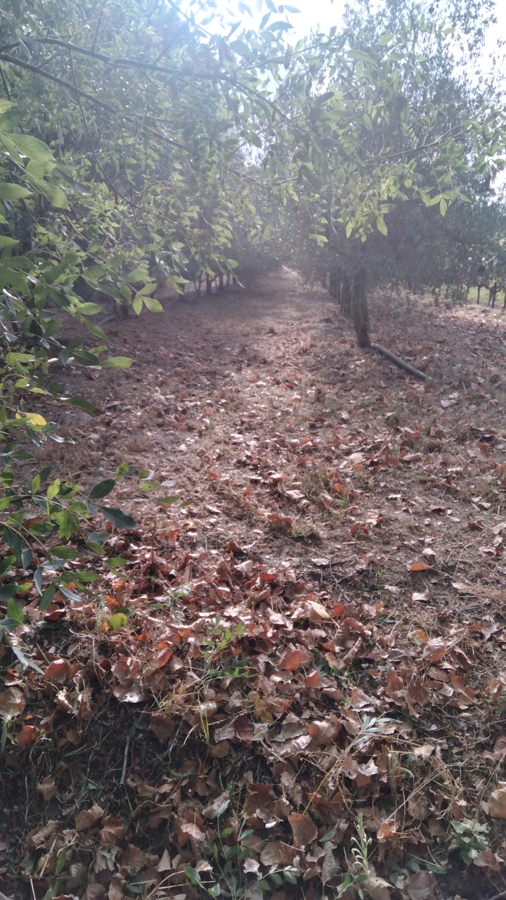 Jorge Pascoal, limpeza de terrenos desmatação e manutenção, sinta-se á vontade pois eu faço por si - Montemor-o-Velho - Entregas e Serviços de Estafetas